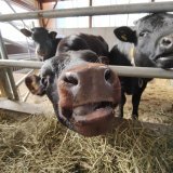 Vache d'Hérens